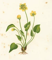 Parnassia, Parnassia Palustris